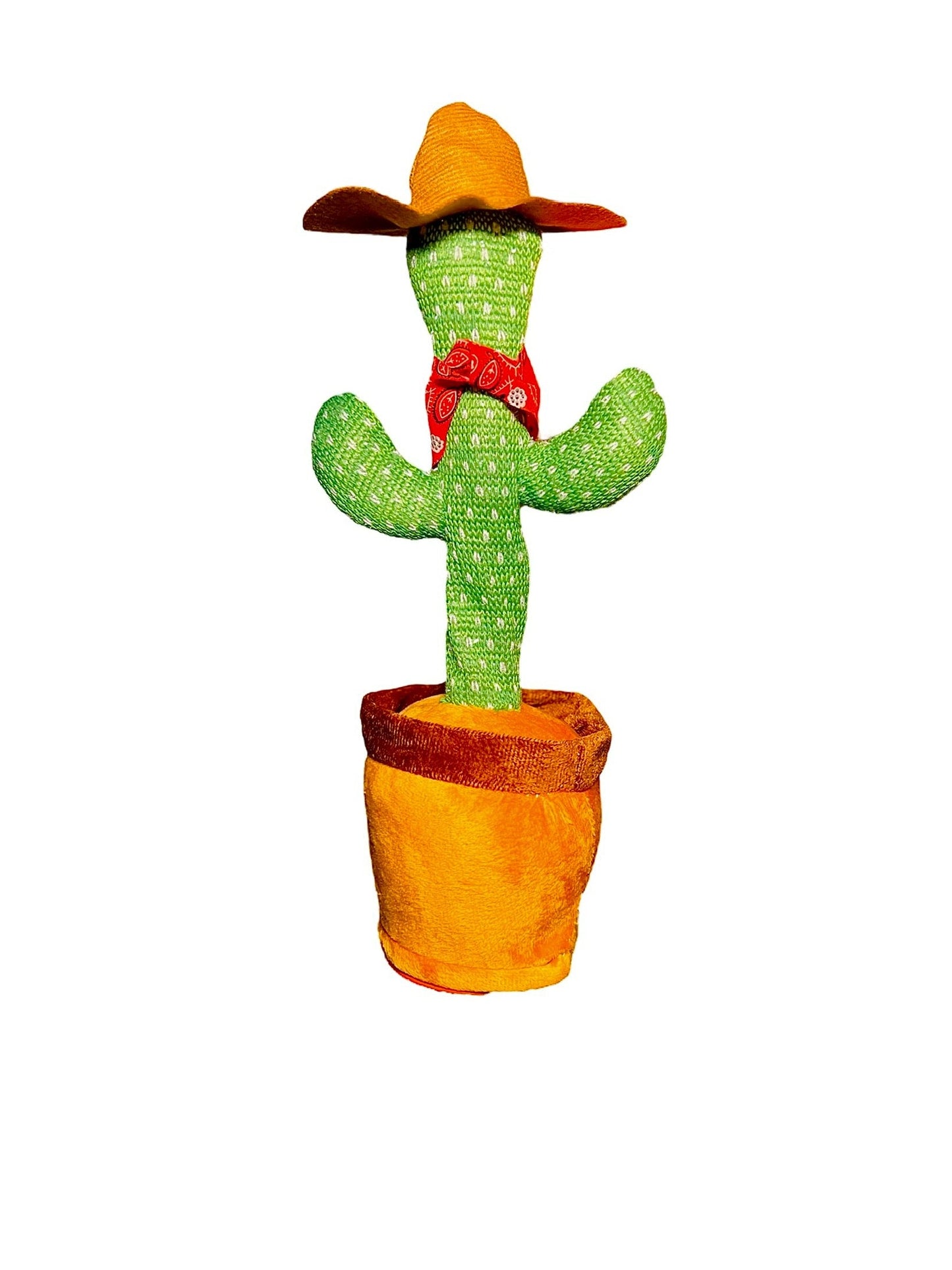 Dancing Cowboy Cactus
